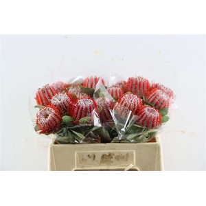 Banksia Coccinea