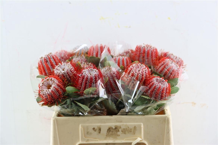 <h4>Banksia Coccinea</h4>
