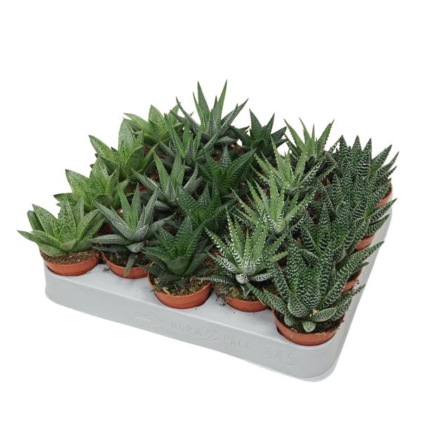 <h4>Aloe gemengd</h4>
