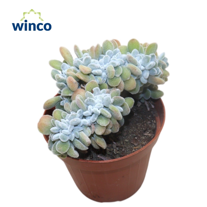 <h4>Echeveria Frosty Cristata</h4>