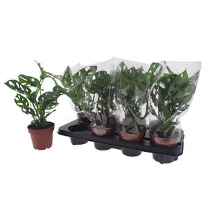 MONSTERA ADANSONII