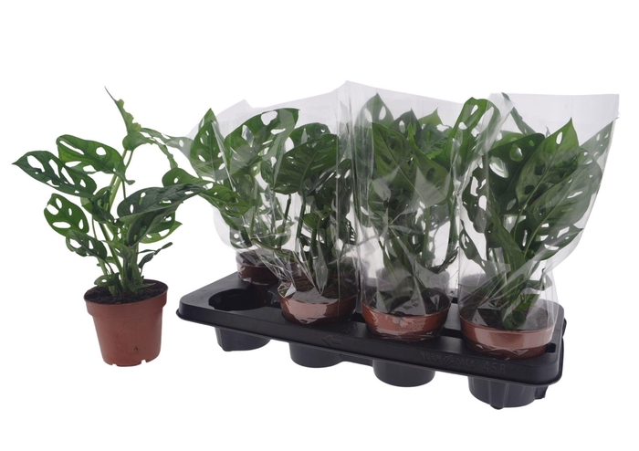 <h4>MONSTERA ADANSONII</h4>