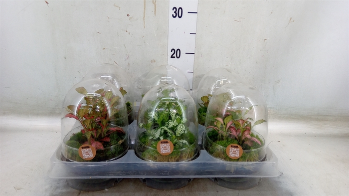 <h4>Arr.   Kamerplant Groen H%</h4>