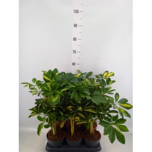 Schefflera arbor. 'Gold Capella'