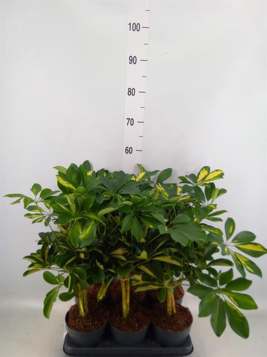 <h4>Schefflera arbor. 'Gold Capella'</h4>
