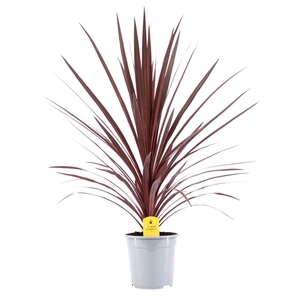 Cordyline Red Star