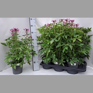 CLEOME