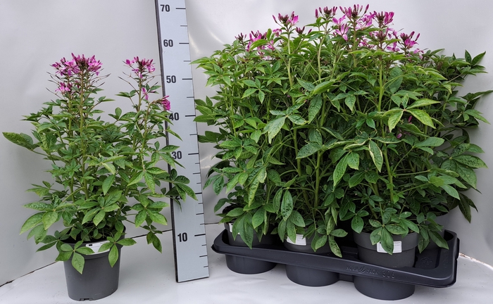 <h4>CLEOME</h4>