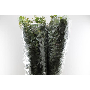 Deco Gr Euca Polyanthemos