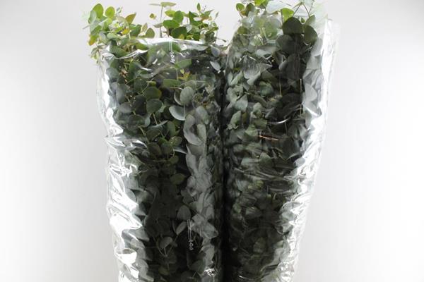 <h4>Deco Gr Euca Polyanthemos</h4>