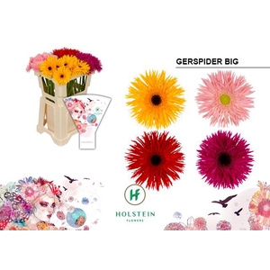Gerbera Spider Mix Spider Water x40