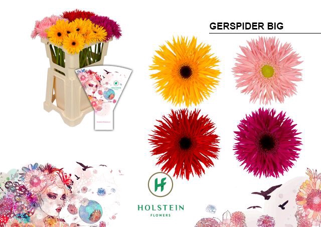 <h4>Gerbera Spider Mix Spider Water x40</h4>