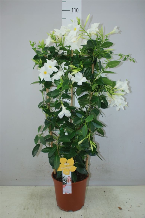 <h4>Mandevilla Sun White Op Rek</h4>