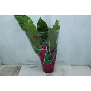 ASPLENIUM NIDUS P19