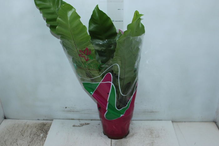 <h4>ASPLENIUM NIDUS P19</h4>