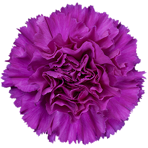 <h4>DIAN.ST. Happy Gema Colibri</h4>