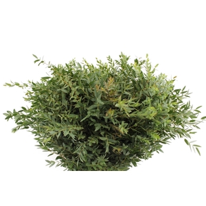 Euca Parvifolia 400 Gram