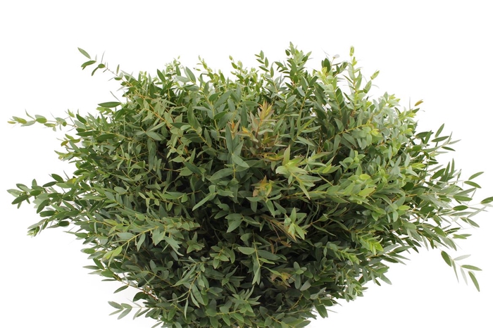 <h4>Euca Parvifolia 400 Gram</h4>