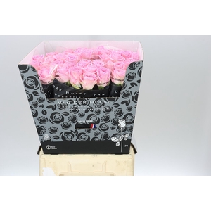 Rosa Gr Zaina!