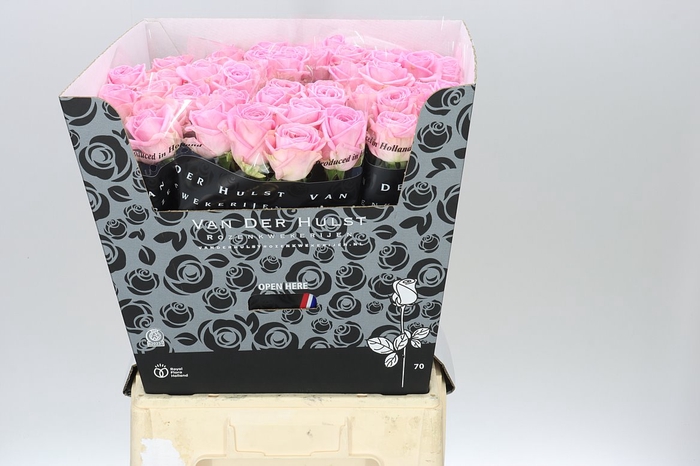 <h4>Rosa Gr Zaina!</h4>