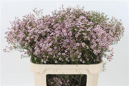 <h4>Chamelauc Jupiter Solar Light Pink</h4>