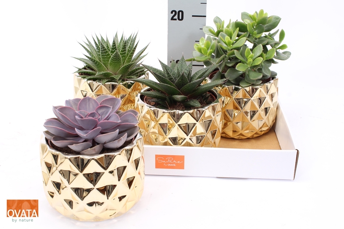 <h4>SUCC GEM 4 SRT</h4>