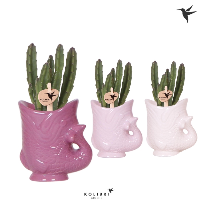 <h4>Kolibri Greens Stapelia Leendertziae in Fish pot lila mix</h4>