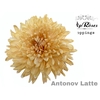 CHR G ANTONOV LATTE