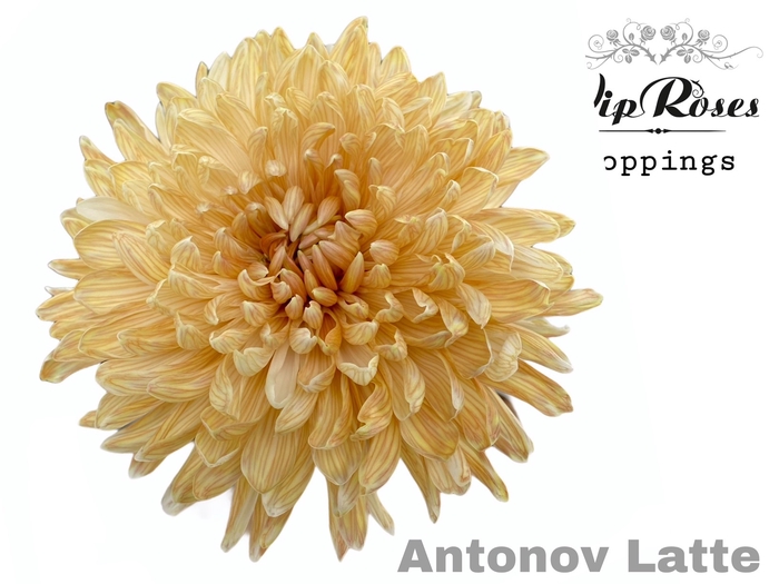CHR G ANTONOV LATTE
