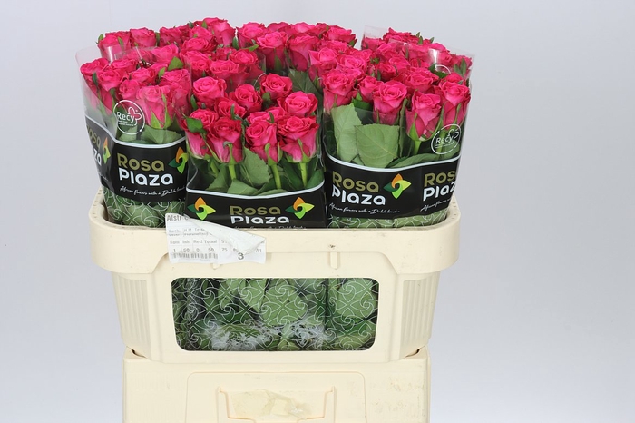 <h4>Rosa Gr Orchestra</h4>