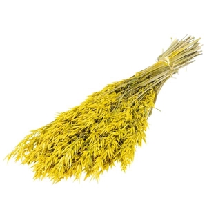 Haver (avena) Yellow