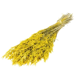 Haver (avena) Yellow