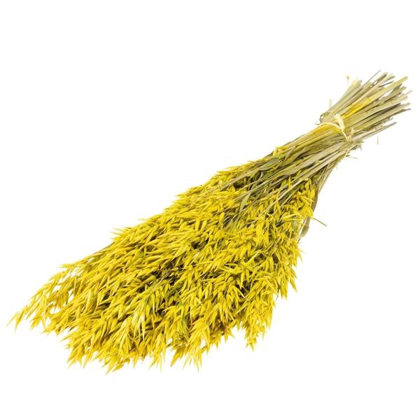 <h4>Haver (avena) Yellow</h4>