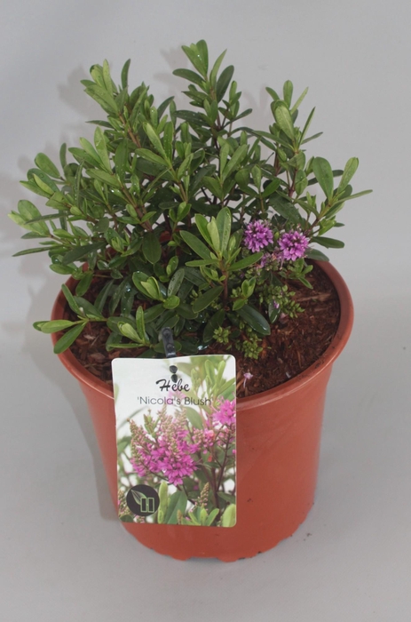 <h4>Hebe Nicola's Blush C5</h4>