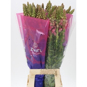 Antir Poto Cher Rose