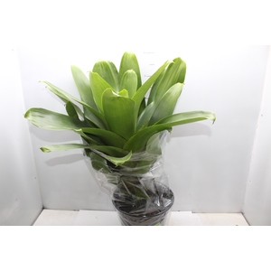 BROMELIA IMPERIAL P27 VERDE