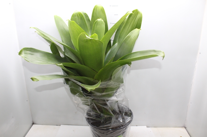 <h4>BROMELIA IMPERIAL P27 VERDE</h4>