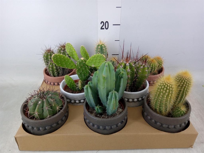 <h4>Cactus ...</h4>