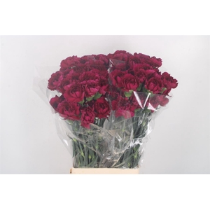 Di St Purple Damascus