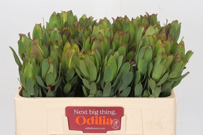 Leucadendron Mountain Rose