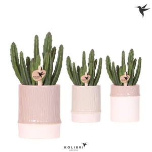 Kolibri Greens Stapelia Leendertziae in Bamboo pot mix