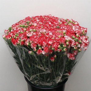 Di Tr Minueto Red White Super X200