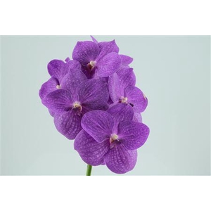 Vanda Ni Hot Fuchsia