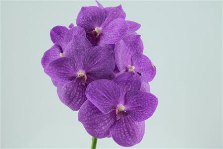 <h4>Vanda Ni Hot Fuchsia</h4>