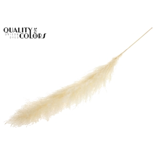 Cortaderia Lao Grass L140cm per stem Bleached