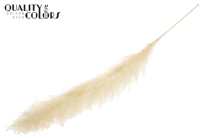 <h4>Cortaderia Lao Grass L140cm per stem Bleached</h4>