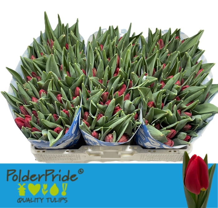 <h4>TU EN RED STONE</h4>