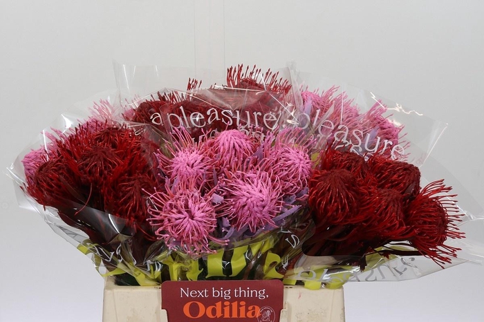 <h4>LEUCO NAOMI KLB H%</h4>