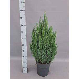 Juniperus chinensis 'Stricta'