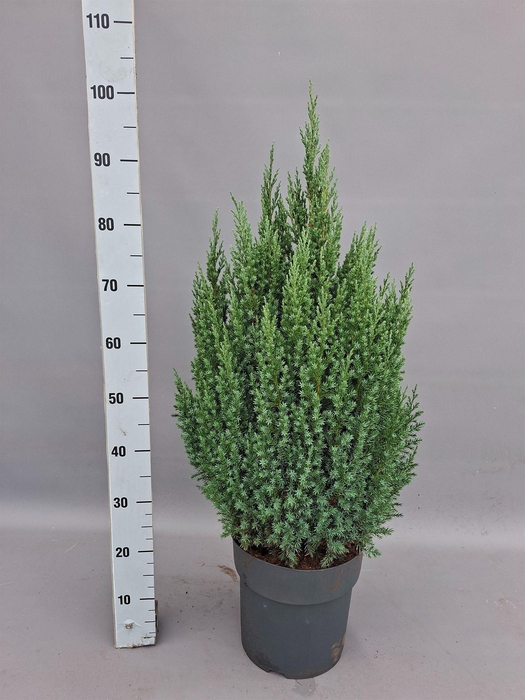 <h4>Juniperus chinensis 'Stricta'</h4>